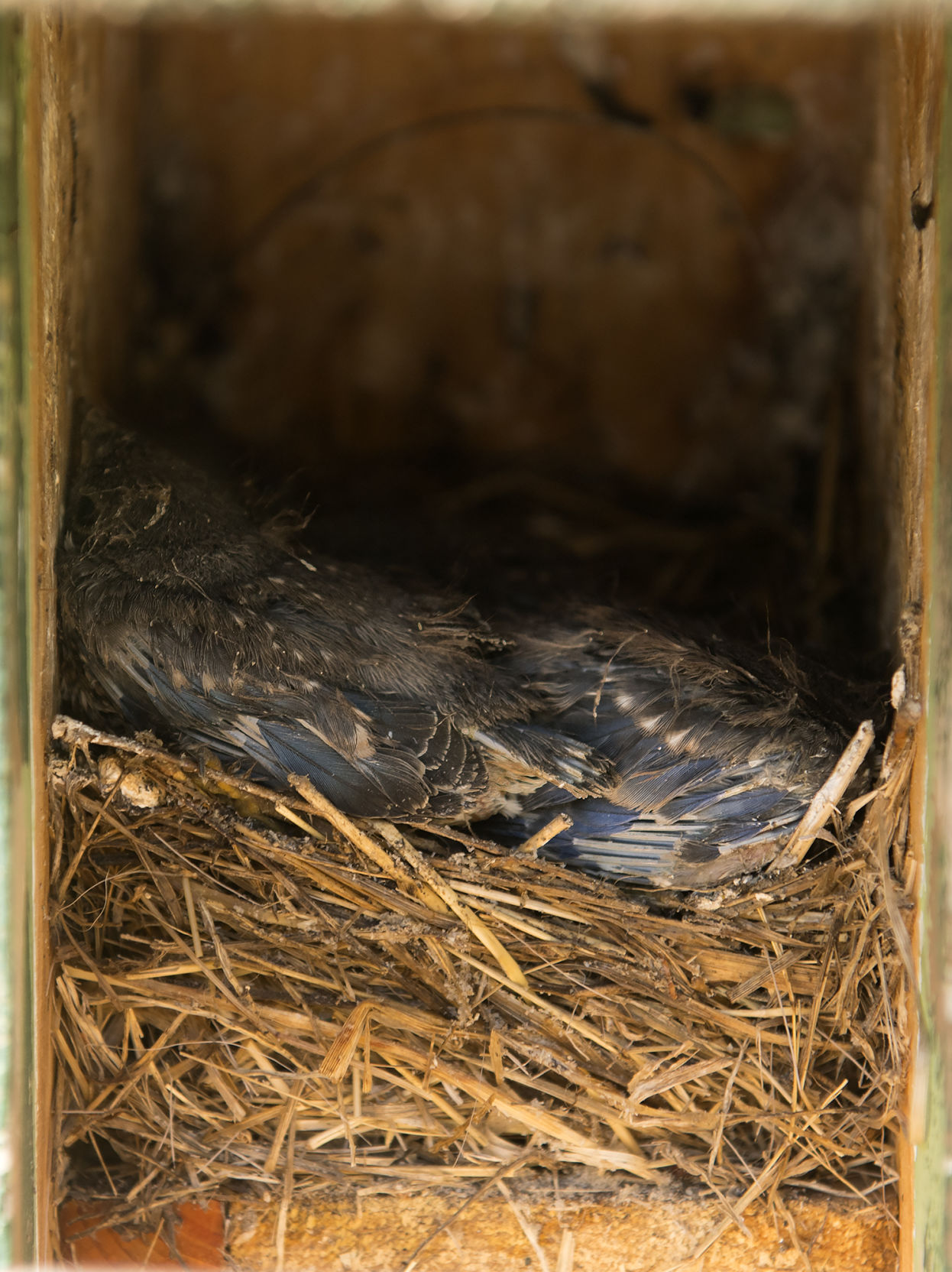 Bluebird trail